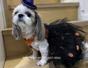 애견패션/ 애견옷만들기견종별 맞춤 패턴으로사랑스런 반려견 옷을 직접 만들어 주세요매주 수, 목요일2급자겨증반, 1급자격증반, 취미반 등으로 진행되며국민내일배움카드 훈련은고용24에서 온라인 수강신청 해주시기 바랍니다.